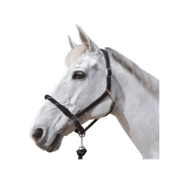 Touwhalster Canter witte gespen Touwhalster Canter witte gespen