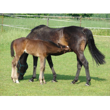 Drinkbak PF1 Polyfirst La Gée