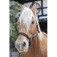 Norton Halster voor Trekpaard Zwart