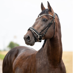 Anatomisch hoofdstel Grayson Horze met strass