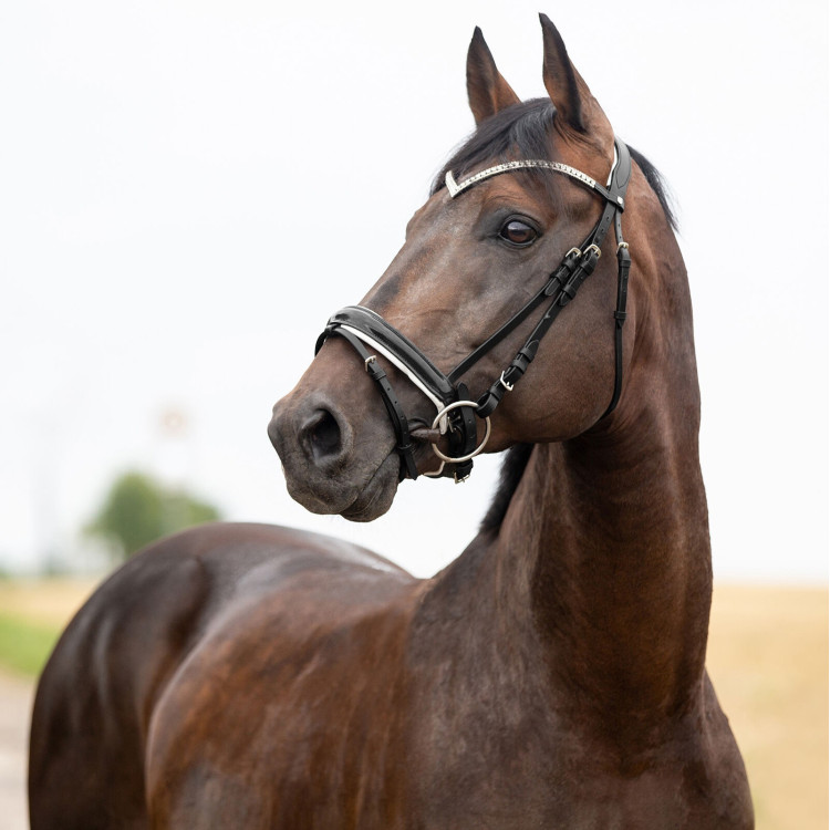Anatomisch hoofdstel Grayson Horze met strass