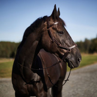 Gecombineerd hoofdstel Orlando Horze bitloos in leer Bruin