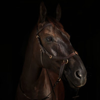 Gecombineerd hoofdstel Orlando Horze bitloos in leer Bruin