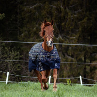 Halster Carlisle Horze met strass Donkerbruin