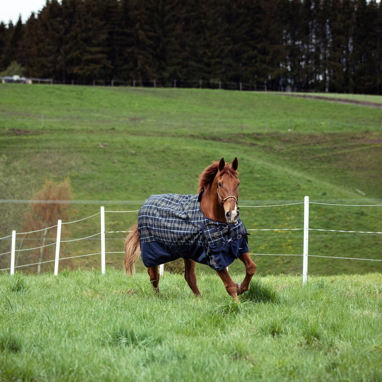 Halster Carlisle Horze met strass Halster Carlisle Horze met strass