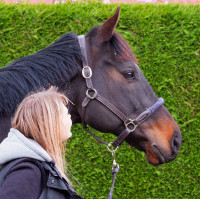 Licol corde Canter Licol corde Canter