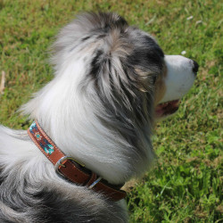 Halsband voor hond Pénélope Pearl Halsband voor hond Pénélope Pearl