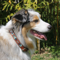 Halsband voor hond Pénélope Pearl Cognac / turquoise Bruin Halsband voor hond Pénélope Pearl Cognac / turquoise Bruin