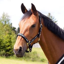 Halster Hamptons Horze Zwart Halster Hamptons Horze Zwart