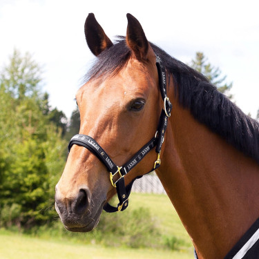 Halster Hamptons Horze Zwart Halster Hamptons Horze Zwart