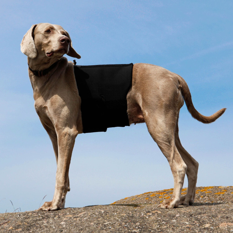 Lendensteun Back on Track voor honden