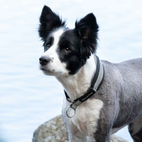 Halsband voor hond Molly Back on Track Zwart / zilver Halsband voor hond Molly Back on Track Zwart / zilver