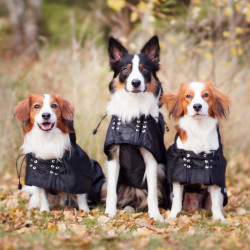 Waterdichte gevoerde jas voor hond Back on Track Zwart Waterdichte gevoerde jas voor hond Back on Track Zwart