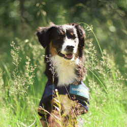 Koeljas voor honden Back on Track Koeljas voor honden Back on Track