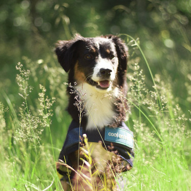 Koeljas voor honden Back on Track Koeljas voor honden Back on Track