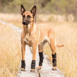 Beschermers hond voor achterpoten Back on Track Beschermers hond voor achterpoten Back on Track