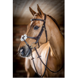 Bridon LeMieux Grackle Havana Bruin