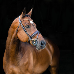 Anatomisch hoofdstel Clermont Horze Anatomisch hoofdstel Clermont Horze