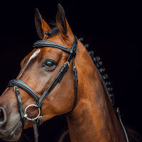 Filet Sion met teugels Horze Zwart Filet Sion met teugels Horze Zwart