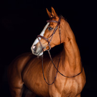 Filet Sion met teugels Horze Bruin