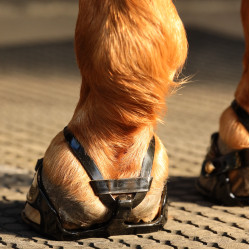 Hoefschoen Scoot Boots Enduro Hoefschoen Scoot Boots Enduro