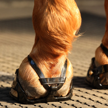 Hoefschoen Scoot Boots Enduro Hoefschoen Scoot Boots Enduro