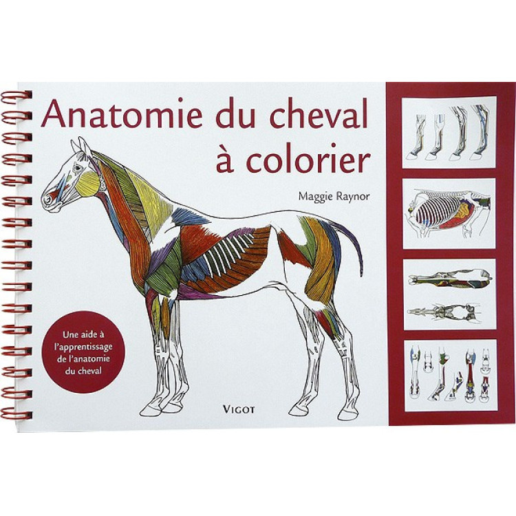 Paardenanatomie om in te kleuren