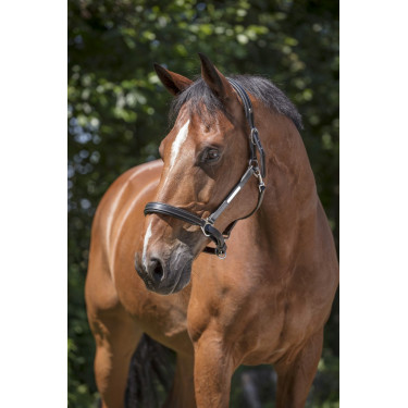 Lederen halster Norton Pro Grooming Zwart Lederen halster Norton Pro Grooming Zwart