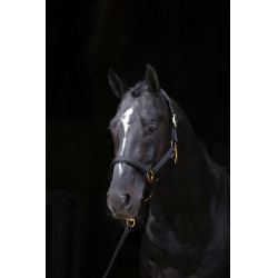 Halster TopLine Covalliero Zwart