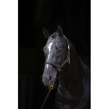 Halster TopLine Covalliero Zwart