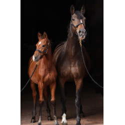 Halster TopLine Covalliero Zwart