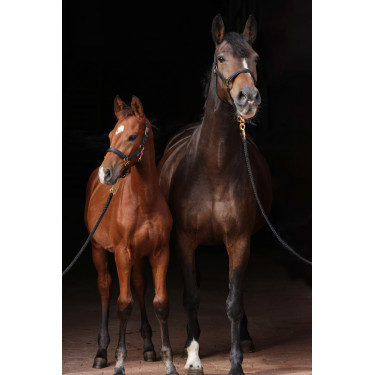 Halster TopLine Covalliero Zwart