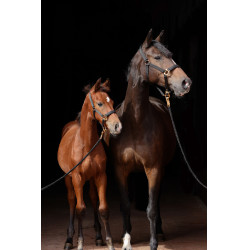 Halster TopLine Covalliero Zwart
