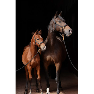 Halster TopLine Covalliero Zwart