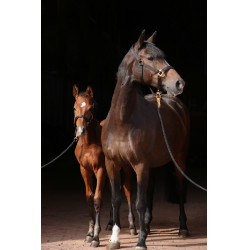 Halster TopLine Covalliero Zwart