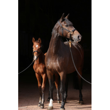 Halster TopLine Covalliero Zwart