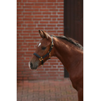 Veulenhalster TopLine Covalliero Marineblauw Veulenhalster TopLine Covalliero Marineblauw