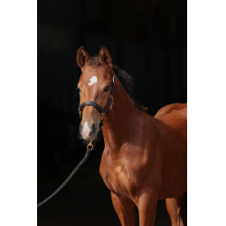 Veulenhalster TopLine Covalliero Veulenhalster TopLine Covalliero