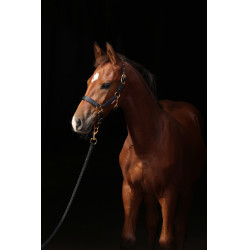 Veulenhalster TopLine Covalliero Veulenhalster TopLine Covalliero