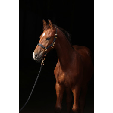 Veulenhalster TopLine Covalliero Veulenhalster TopLine Covalliero