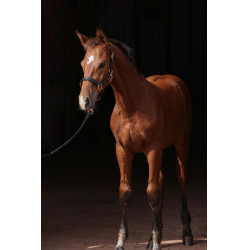 Veulenhalster TopLine Covalliero Veulenhalster TopLine Covalliero