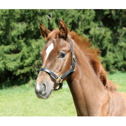 Veulenhalster Eco Covalliero Zwart Veulenhalster Eco Covalliero Zwart